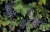 Wein in St.-Emilion