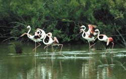 Flamingos